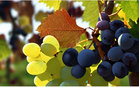 德國(guó)企業(yè)為何如此青睞中國(guó)商品貿(mào)易市場(chǎng)