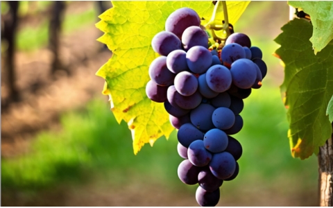 重慶紅酒網(wǎng) 重慶洋酒網(wǎng) 重慶好酒網(wǎng)官網(wǎng)